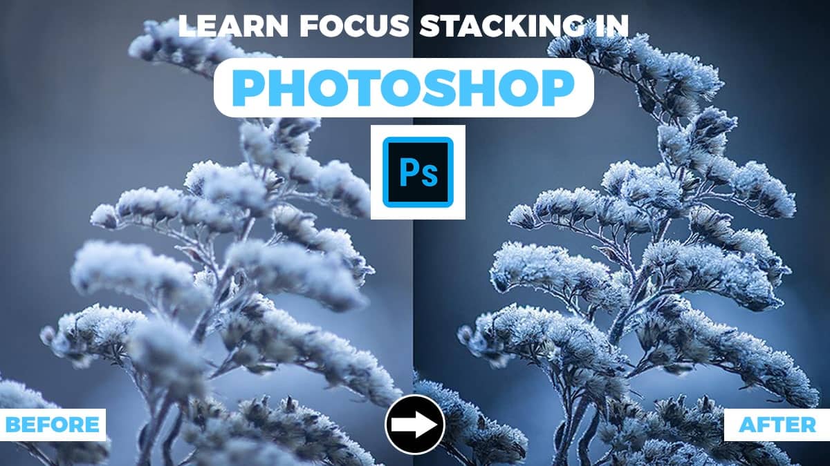 Learn Focus Stacking in Photoshop